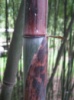 Бамбук Phyllostachys nuda