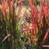 Трава Imperata cylindrica Red Baron