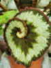 9. Escardot