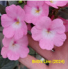 0-289 BriD's Linn НОВИНКА