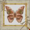 Схема для вышивки Африканские бабочки Морфо амфитрион