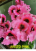 7. ARISTO PINK