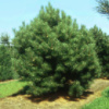 Сосна черная «Австрийская» (Pinus nigra var. austriaca)