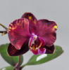 Chian Xen Phoenix квіти 9 см, 1.7 (мох)