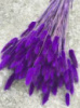 Лагурус фіолетовий