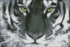Схема для вышивки бисером Взгляд тигра