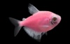 тернеция GloFish розовая(карамелька)