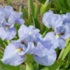 Іриси карликові Blue Denim (
