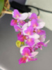 Phal. Liu's Berry Trinity метелик 1.7 (мох)