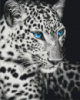 Картина за номерами «Блакитноокий леопард» 40х50см
