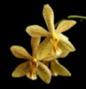 Підліток Phal. stuartiana x mannii, квіти 5 см