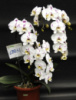 Phal Harck Kellion квіти 10 см 1.7 (мох)