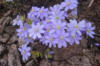 Печіночниця (Hepatica, Печіночниця благородна)
