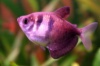 тернеция GloFish розовая(с полосками) 2см