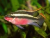 Пельвикахромис пульхер или Попугайчик (Pelvicachromis pulcher)