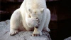Медвежатники «Белый медведь» Почему нам доверяют?