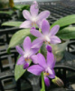 Підлітки орхідей від Міккі. Phal. Purple Martin var. blue) Ціна дійсна для передзамовлення