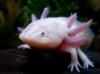 МЕКСИКАНСКИЙ ВОДЯНОЙ ДРАКОН АКСОЛОТЛЬ (лат. Ambystoma mexicanum)