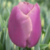 Тюльпан тріумф Holland Beauty (Холанд Б'юті)
