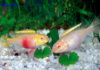 Пельвикахромис пульхер ред альбино (Pelvicachromis pulcher red albino)