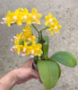 Phal Golden Chips aroma