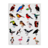 Набор магнитов «Птицы» 1311ATS