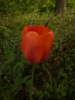 тюльпан звичайний червоний цибулина 5 грн. дітки - по 1грн