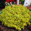 Бересклет Форчуна Emerald Gold (Euonymus fortunei ‘Emerald Gold’)