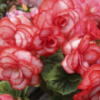Бегонія махрова Bouton de Rose ( Бутон троянди )