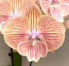 Phal Harck Mermaid біг ліп 1.7 (мох)