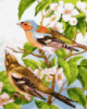 Картина за номерами «Весняні пташки» 40х50см