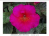 0-117 BriD's Wild Cherry