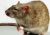 Нашествие крыс! На Мадагаскаре эпидемия чумы