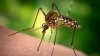 Комарики, комарики, не пейте нашу кровь.
