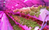«Светлое будущее растений: как светодиодные лампы изменят ваше выращивание?»