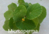 Бегония Microsperma