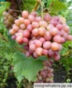 Виноград Ливия (вегетирующий саженец) Черенок 25 грн.