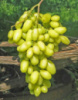Виноград Бананас