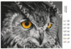 Схема під вишивання Погляд сови