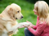 ​Хромота у собаки: причины, диагностика, лечение
