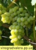Виноград Плевен (вегетирующий саженец)