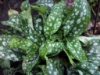 Медуница сахарная Pulmonaria Dora Biekveld