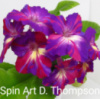 Стрептокарпус Spin Art- D.Thompson