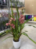 Орхідея Цимбідіум рожевий- купити, замовити квіти, доставка, букети квітів , Ⓜ️Оболонь.