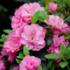 Азалия японская Розинетта (Azalea japonica Rosinetta)
