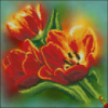 Схема для вышивки Огненные тюльпаны