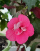 0-029 Pink Martini