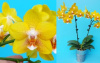 Phal Golden Moon 1.7 (мох) ПРИЇЗД В ЧЕРВНІ