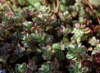 Очиток (седум) ложный «Триколор» Sedum spurium «Tricolor»