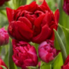 Тюльпан махровий багатоквітковий Robinho ( Робіньо )